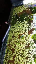 Plantes pour aquarium à petit prix – Idéal pour aquascaping, Ophalen of Verzenden