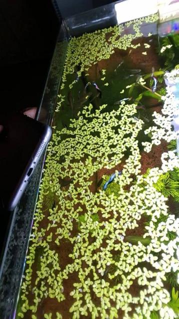Plantes pour aquarium à petit prix – Idéal pour aquascaping, Enlèvement ou Envoi