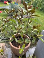 Magnolia boom in mooie pot, Ophalen of Verzenden