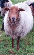 Voskop ooi, Animaux & Accessoires, Moutons, Chèvres & Cochons, Mouton, Femelle, 3 à 5 ans