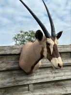 Afrikaanse oryx opgezette kop, Antiek en Kunst, Ophalen of Verzenden