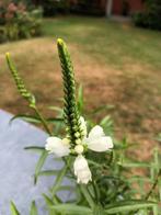 Physostegia Alba, Ophalen, Halfschaduw