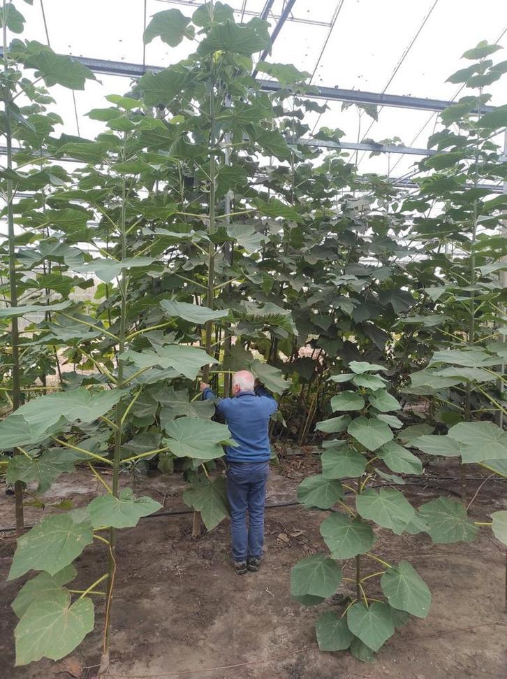 Pauwelonia tomentosa Kiri, Tuin en Terras, Planten | Bomen, Ophalen