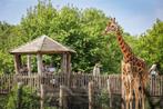 2 tickets Zoo Antwerpen of Zoo Plankendael, Tickets en Kaartjes, Recreatie | Pretparken en Attractieparken, Twee personen, Ticket of Toegangskaart