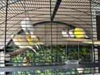Kanarie vogels, Dieren en Toebehoren, Meerdere dieren