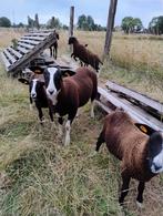 Zwartbles lammeren, Mannelijk, Schaap, 0 tot 2 jaar