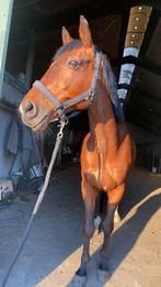 Betrouwbare leaser, Dieren en Toebehoren, Paarden