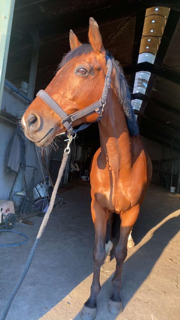 Betrouwbare leaser, Dieren en Toebehoren, Paarden