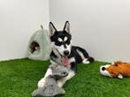 Siberische husky puberpup, Dieren en Toebehoren, België, 15 weken tot 1 jaar, Poolhond, Eén hond
