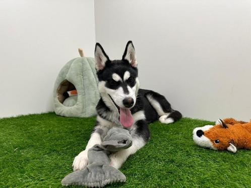Siberische husky puberpup, Dieren en Toebehoren, Honden | Poolhonden, Keeshonden en Oertypen, Teef, Poolhond, Fokker | Professioneel