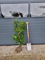 Aanbieding! Prunus laurocerasus Novita 80/100 cm €4,50, Tuin en Terras, Ophalen, Laurier, Haag, Minder dan 100 cm