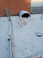 Ganzen 3 stuks 2 vrouwtje en 1 man +-1 jaar oud 30€ per stuk, Dieren en Toebehoren, Pluimvee