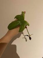 Philodendron florida ghost, Huis en Inrichting, Kamerplanten, Ophalen of Verzenden