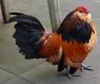 Antwerpse baardkriel haan, Dieren en Toebehoren, Pluimvee