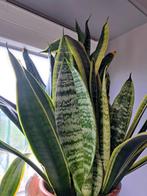 sanseveria, Huis en Inrichting, Kamerplanten, Ophalen