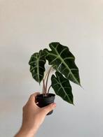 Alocasia polly, Ophalen