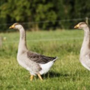 ik zoek oude vrouwtjes gans beschikbaar voor biedingen