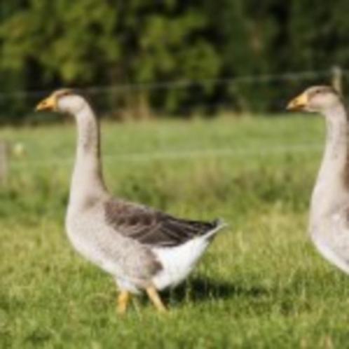 ik zoek oude vrouwtjes gans, Dieren en Toebehoren, Overige Dieren, Vrouwelijk