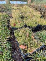 Sesleria autumnalis p9 siergras 1€/st, Tuin en Terras, Ophalen of Verzenden, Vaste plant, Siergrassen
