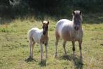shetlandpony en welsh veulen, Dieren en Toebehoren, Gechipt, Niet van toepassing, 0 tot 2 jaar, Hengst