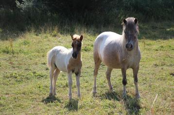 shetlandpony en welsh veulen beschikbaar voor biedingen