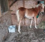 Halflinger veulen merrie, Jument