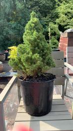 Witte spar 90 cm, plastiek pot, Tuin en Terras, Ophalen