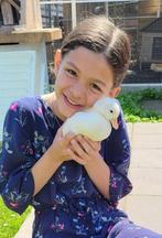 Hollandse kwaker, Mannelijk, Eend