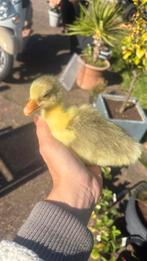 Ganzen kuikens beschikbaar, Dieren en Toebehoren, Pluimvee