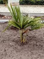 3 WINTERHARDE PALMBOMEN, Ophalen, Palmboom
