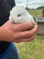 Minilop hanghoor raszuiver blauwoog konijn, Meerdere dieren, Dwerg, Hangoor, 0 tot 2 jaar