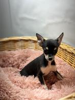 Chihuahua pups, Dieren en Toebehoren, Honden | Chihuahua's en Gezelschapshonden, 15 weken tot 1 jaar, Buitenland, CDV (hondenziekte)
