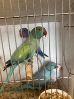 Halsband pop pastel opaline split bleekstaart, Dieren en Toebehoren, Vogels | Parkieten en Papegaaien, Vrouwelijk, Parkiet, Geringd