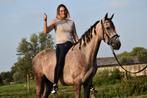 ## SUPER LEUKE, mega lieve & mooie Andalusier ruin ##, Dieren en Toebehoren, Paarden, Ruin, 160 tot 165 cm, Gechipt, 3 tot 6 jaar