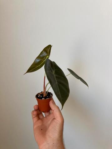 Alocasia suhirmaniana beschikbaar voor biedingen