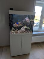 Juwel lido 200 Zoutwater aquarium, Dieren en Toebehoren, Ophalen