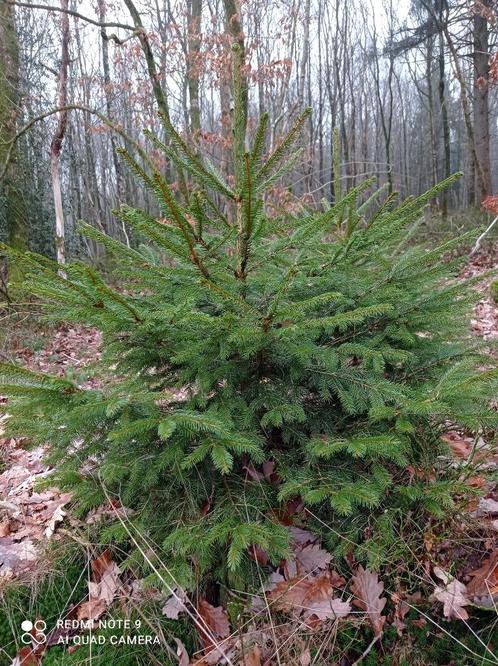 Sapin : Epicéa à replanter, Jardin & Terrasse, Plantes | Arbres, Autres espèces, 400 cm ou plus, Plein soleil, Enlèvement