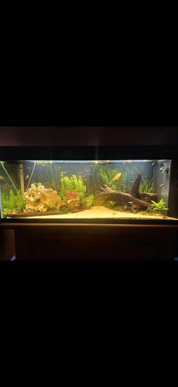 Aquarium 450L beschikbaar voor biedingen