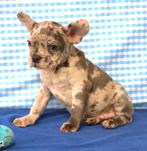 Chiot bouledogue français super mignon !, Animaux & Accessoires, Chiens | Bouledogues, Pinschers & Molossoïdes, 15 semaines à 1 an