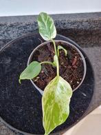 Monstera Bulbasaur, Ophalen of Verzenden