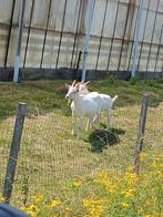 2 melkgeiten dochter van 2024 moeder van 2023, Dieren en Toebehoren, Schapen, Geiten en Varkens