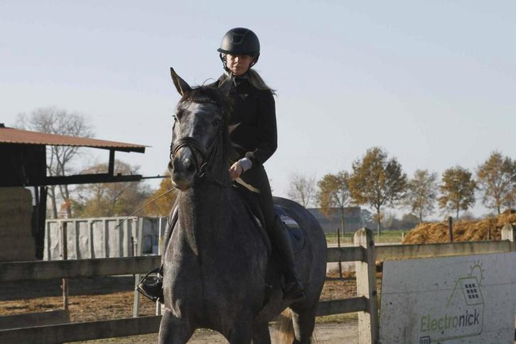 Springpaard gezocht, Dieren en Toebehoren, Paarden, Springpaard