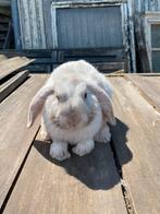 Nhd, Dieren en Toebehoren, Konijnen