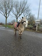 Appaloosa, Dieren en Toebehoren, Pony's