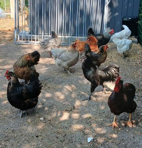 !!! Kippen te koop !!!, Dieren en Toebehoren, Pluimvee, Geslacht onbekend