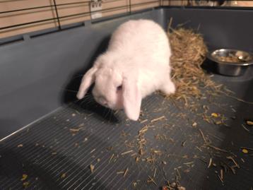 Rustig handtam konijn  beschikbaar voor biedingen