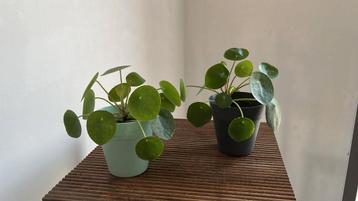Verschillende leuke plantjes!  beschikbaar voor biedingen
