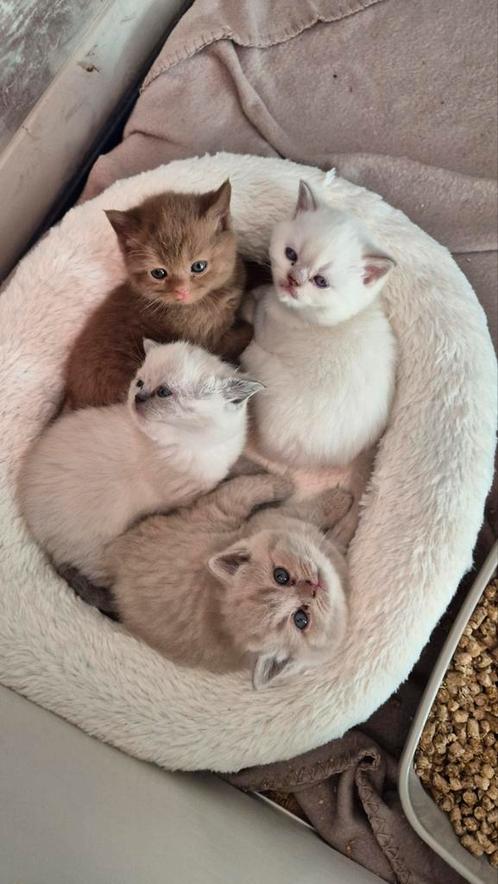 Britse korthaar met stamboom, Dieren en Toebehoren, Katten en Kittens | Raskatten | Korthaar, Kater, 0 tot 2 jaar, Met stamboom