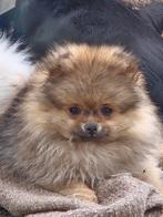 Dwergkeesjes-Pomeriaan pup, Dieren en Toebehoren, Honden | Poolhonden, Keeshonden en Oertypen, België, Fokker | Hobbymatig, Keeshond