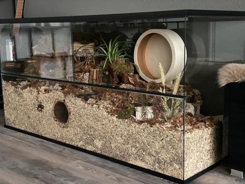 Koop Hamster Terrarium - Schuifruiten en Eenvoudig Onderhoud, Dieren en Toebehoren, Knaagdieren en Konijnen | Hokken en Kooien